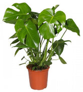 Μονστέρα - Deliciosa monstera